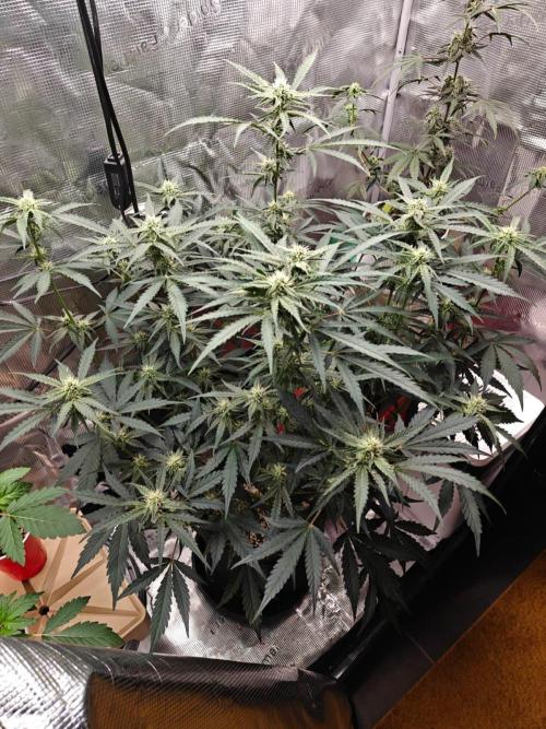 Cosmos F1 by RQS in coco. Week 7 - Day 45