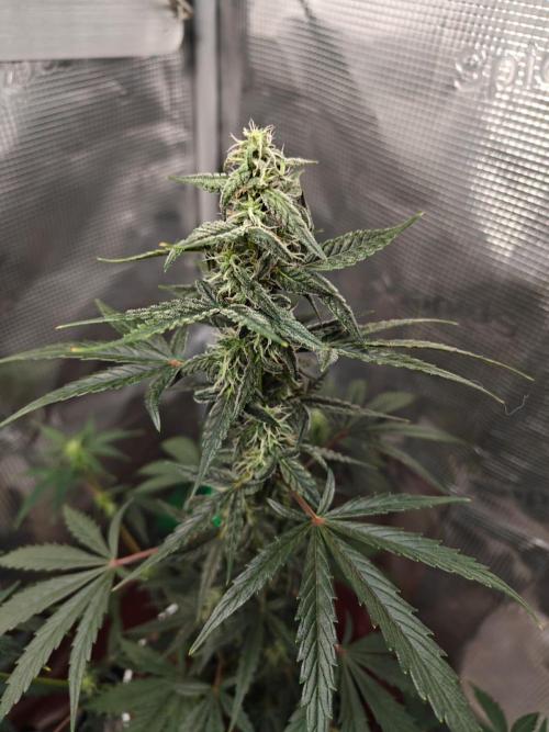 Royal CBDV auto by RQS in 3D printed pot. Week 7 - Day 45