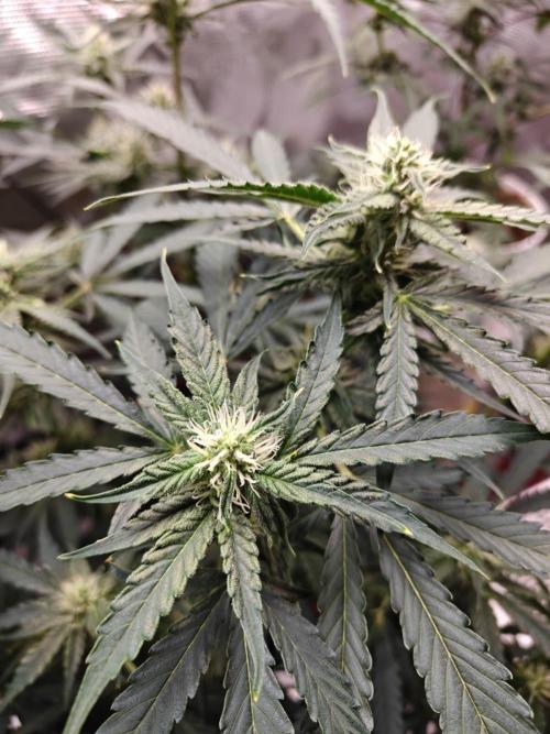 Cosmos F1 by RQS in coco. Week 7 - Day 46