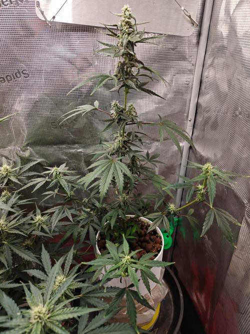 Cosmos F1 by RQS in coco. Week 7 - Day 46