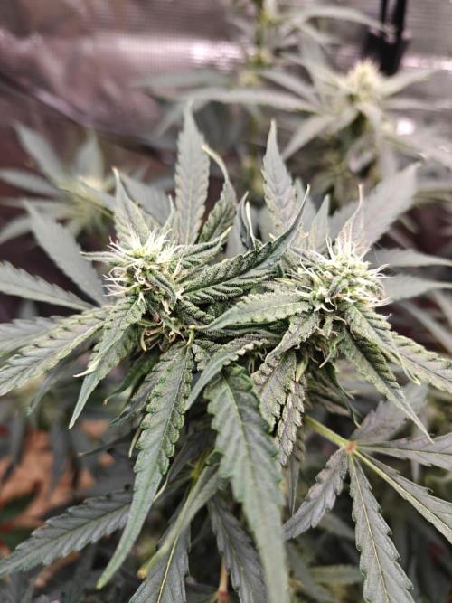 Cosmos F1 by RQS in coco. Week 7 - Day 46