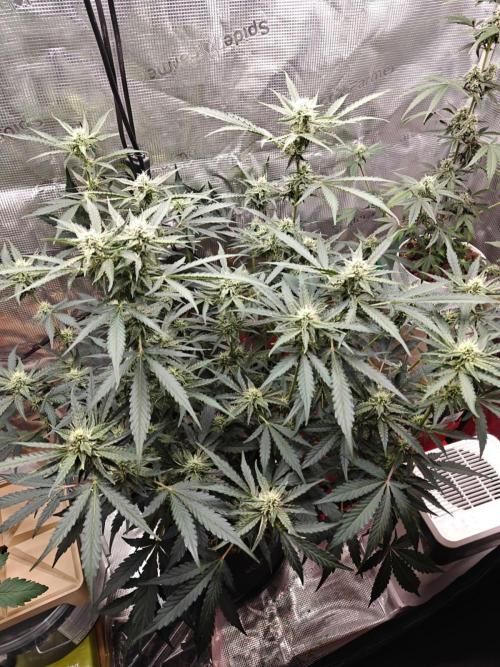 Cosmos F1 by RQS in coco. Week 7 - Day 47