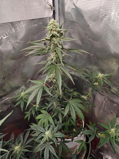Royal CBDV auto by RQS in 3D printed pot. Week 7 - Day 47