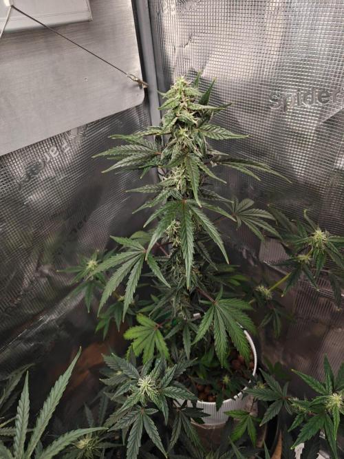Royal CBDV auto by RQS in 3D printed pot. Week 7 - Day 48