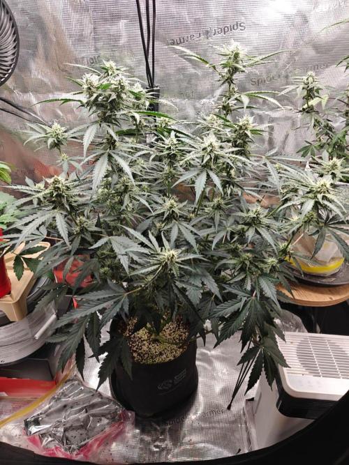 Cosmos F1 by RQS in coco. Week 7 - Day 48