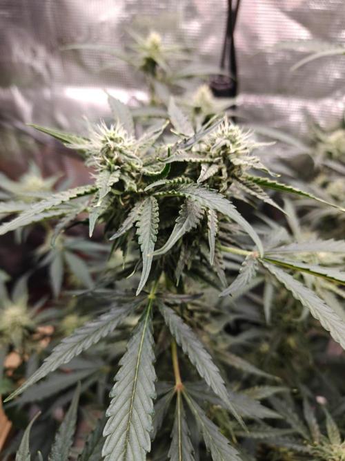 Cosmos F1 by RQS in coco. Week 8 - Day 49