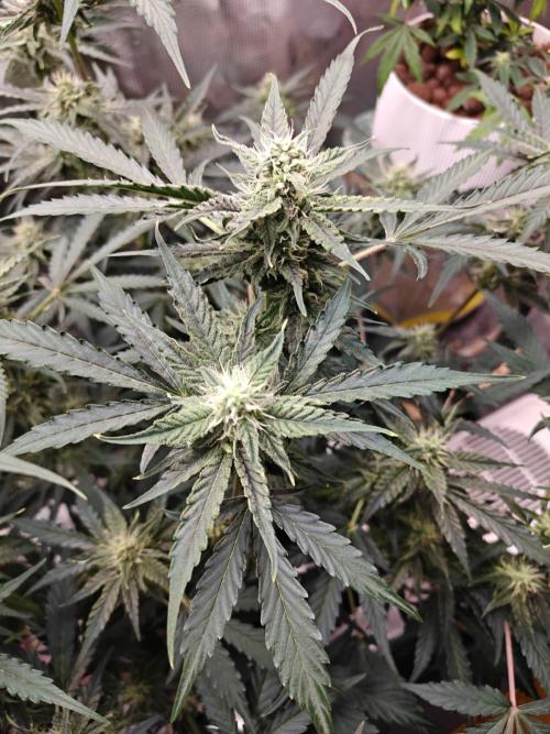 Cosmos F1 by RQS in coco. Week 8 - Day 49