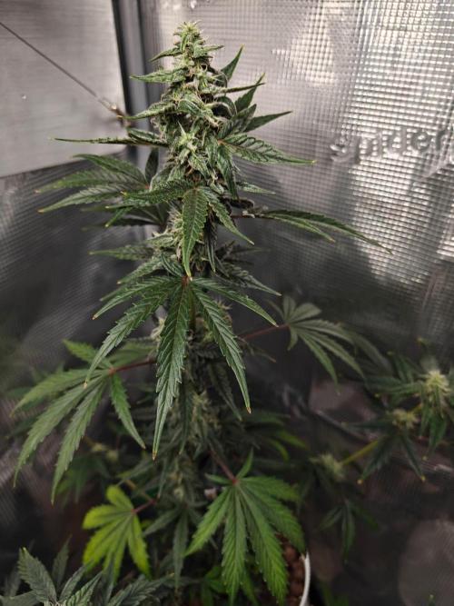 Royal CBDV auto by RQS in 3D printed pot. Week 8 - Day 49