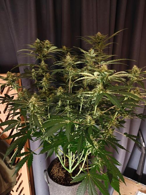 Cosmos F1 by RQS in coco. Week 8 - Day 50