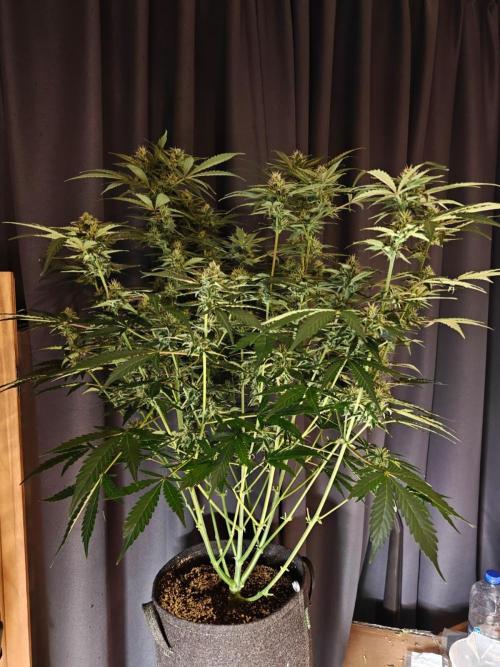 Cosmos F1 by RQS in coco. Week 8 - Day 50