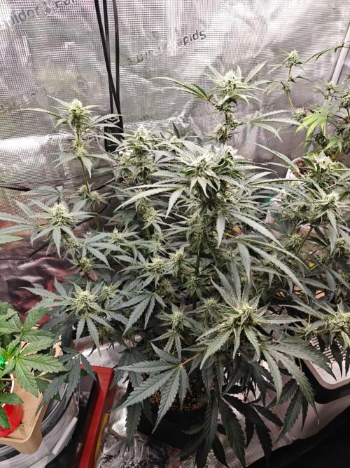 Cosmos F1 by RQS in coco. Week 8 - Day 50