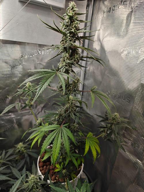 Royal CBDV auto by RQS in 3D printed pot. Week 8 - Day 50