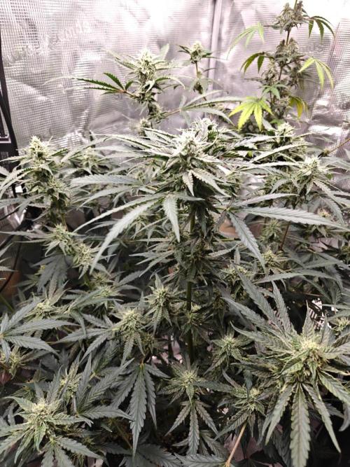 Cosmos F1 by RQS in coco. Week 8 - Day 51