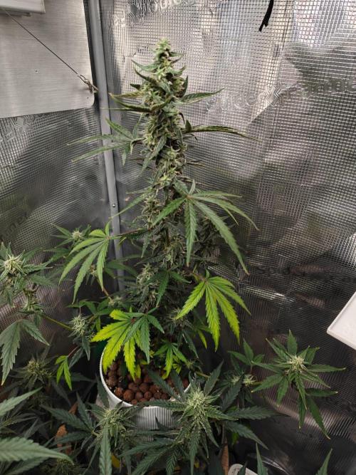 Royal CBDV auto by RQS in 3D printed pot. Week 8 - Day 51
