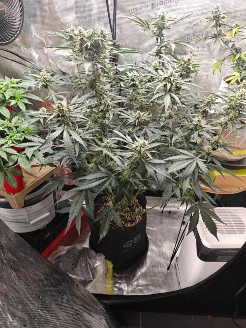 Cosmos F1 by RQS in coco. Week 8 - Day 52