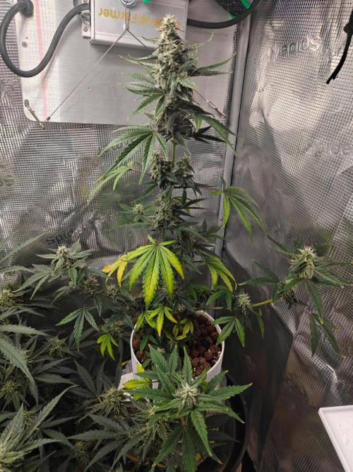Royal CBDV auto by RQS in 3D printed pot. Week 8 - Day 52