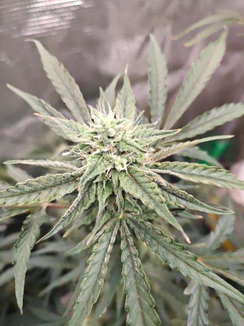 Cosmos F1 by RQS in coco. Week 8 - Day 53