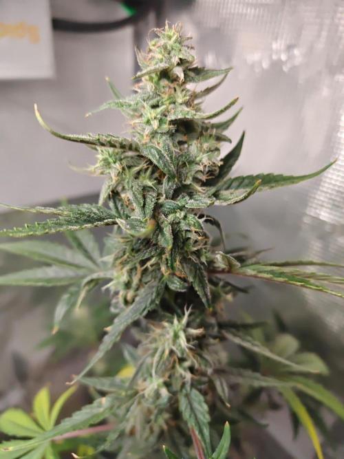 Royal CBDV auto by RQS in 3D printed pot. Week 8 - Day 53
