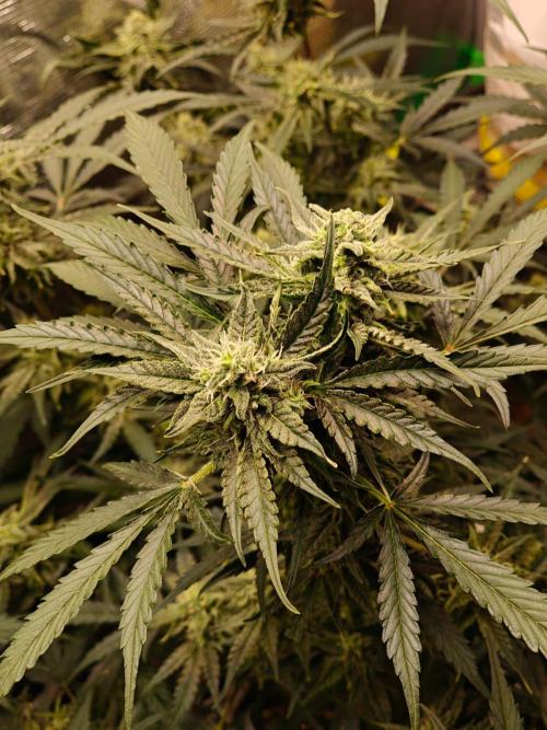 Cosmos F1 by RQS in coco. Week 8 - Day 54