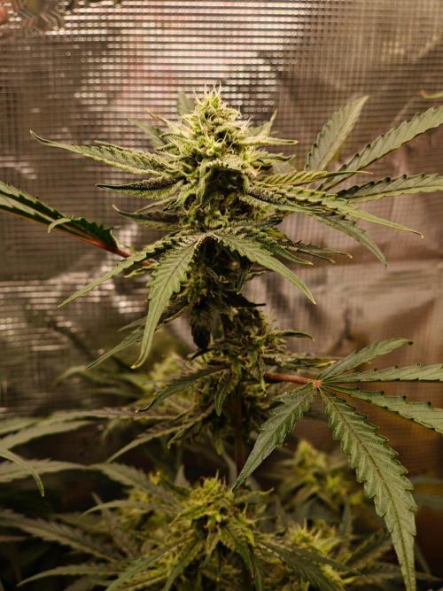 Cosmos F1 by RQS in coco. Week 8 - Day 54