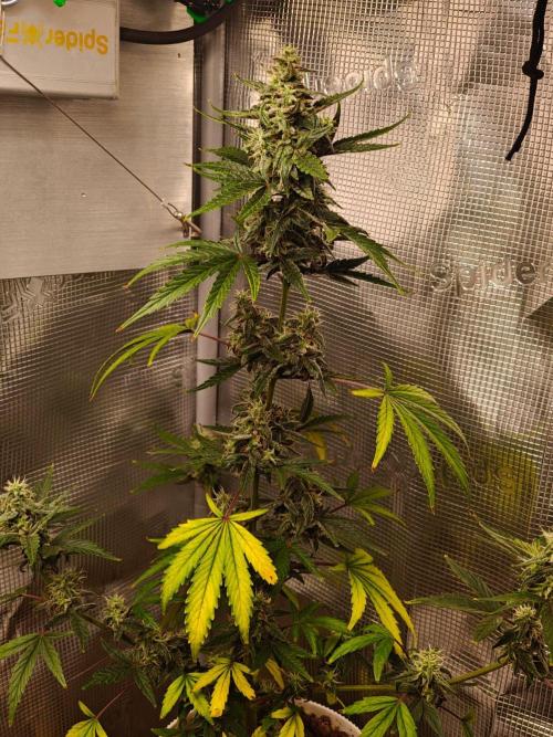 Royal CBDV auto by RQS in 3D printed pot. Week 8 - Day 54