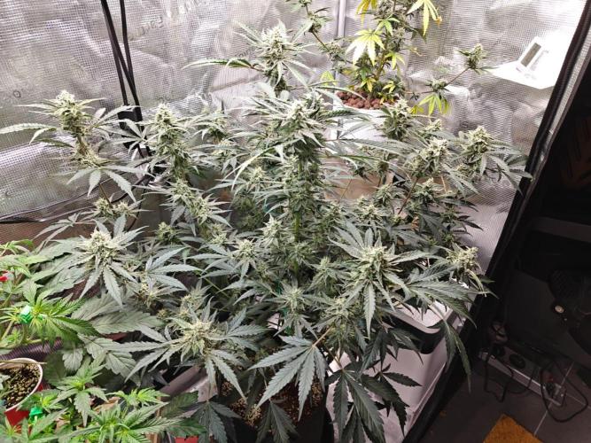 Cosmos F1 by RQS in coco. Week 8 - Day 55