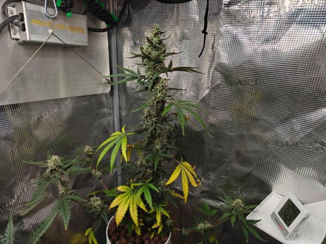 Royal CBDV auto by RQS in 3D printed pot. Week 8 - Day 55