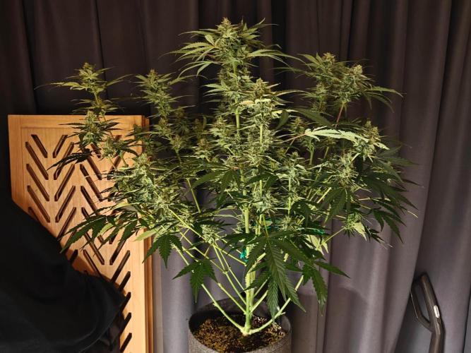 Cosmos F1 by RQS in coco. Week 9 - Day 56