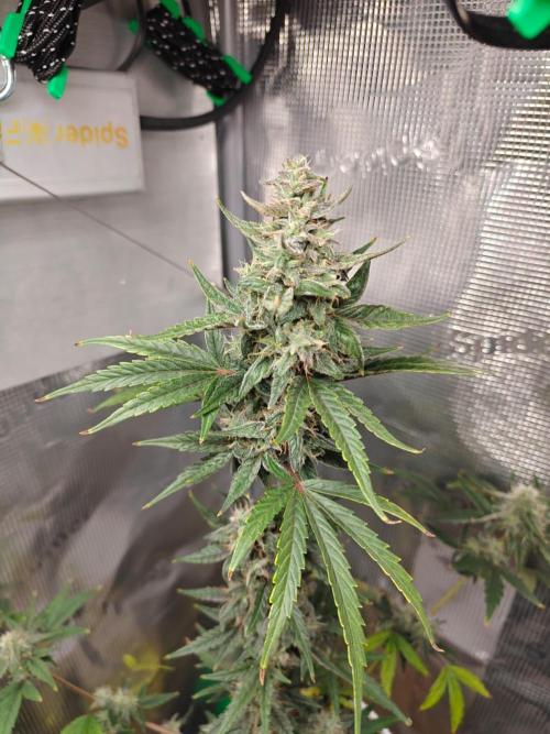Royal CBDV auto by RQS in 3D printed pot. Week 9 - Day 56