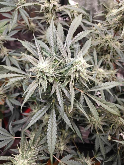 Cosmos F1 by RQS in coco. Week 9 - Day 57