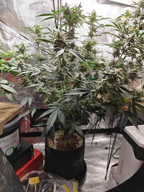 Cosmos F1 by RQS in coco. Week 9 - Day 57