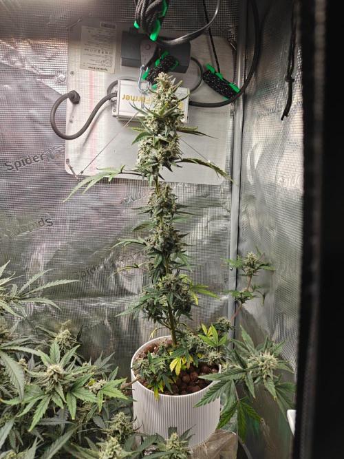 Royal CBDV auto by RQS in 3D printed pot. Week 9 - Day 57