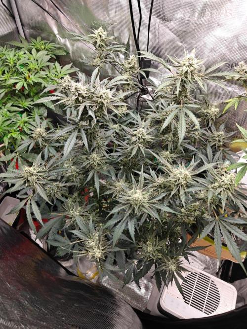 Cosmos F1 by RQS in coco. Week 9 - Day 58