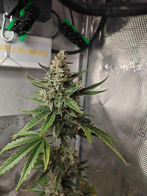 Royal CBDV auto by RQS in 3D printed pot. Week 9 - Day 58