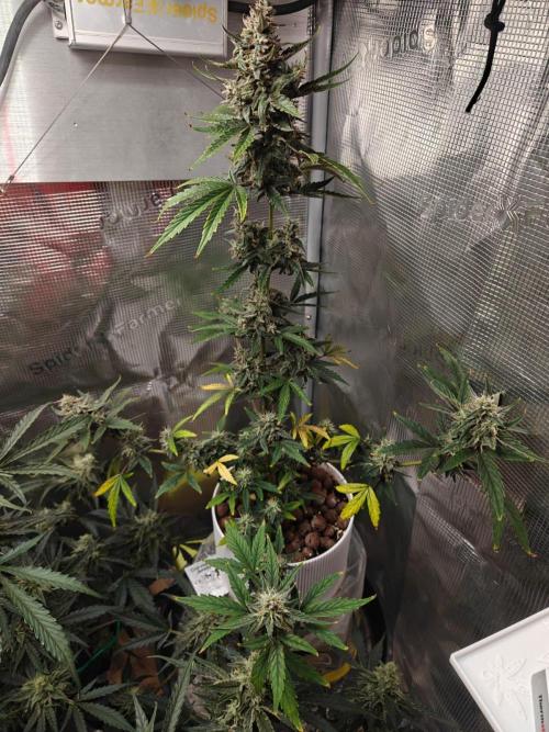 Royal CBDV auto by RQS in 3D printed pot. Week 9 - Day 59