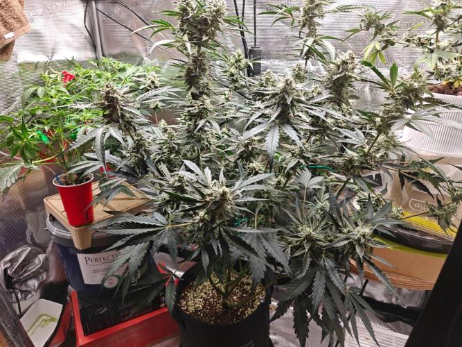 Cosmos F1 by RQS in coco. Week 9 - Day 59