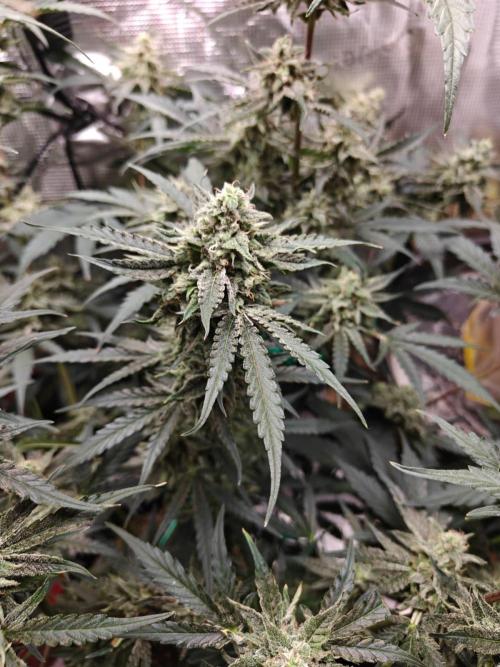 Cosmos F1 by RQS in coco. Week 9 - Day 60