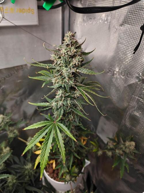 Royal CBDV auto by RQS in 3D printed pot. Week 9 - Day 60
