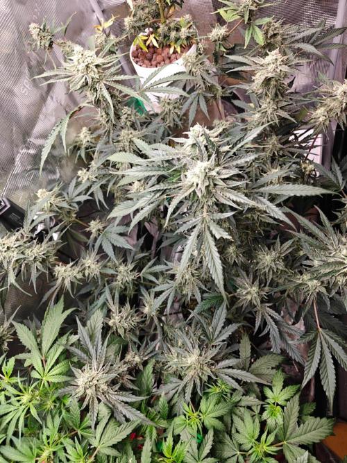 Cosmos F1 by RQS in coco. Week 9 - Day 61