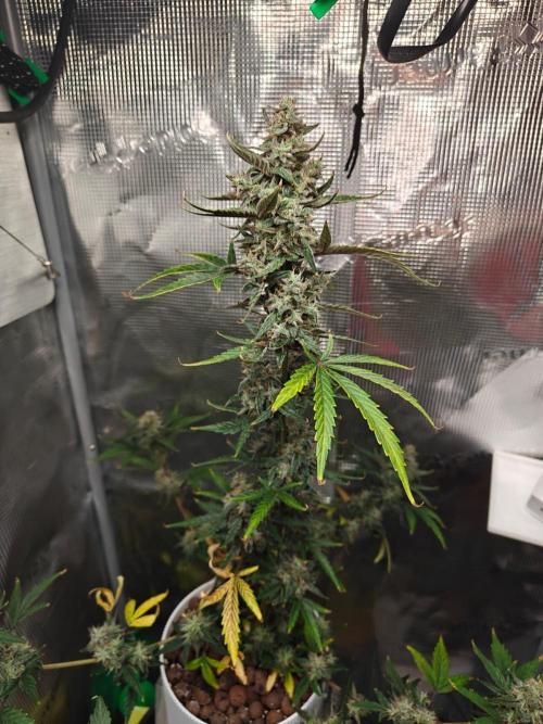 Royal CBDV auto by RQS in 3D printed pot. Week 9 - Day 61