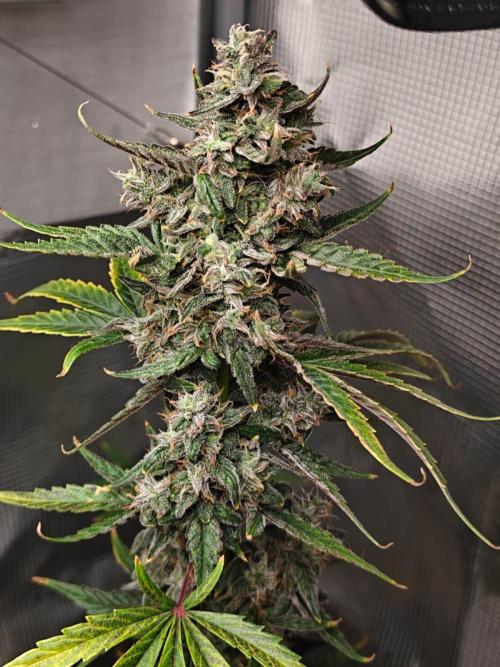 Royal CBDV auto by RQS in 3D printed pot. Week 9 - Day 62