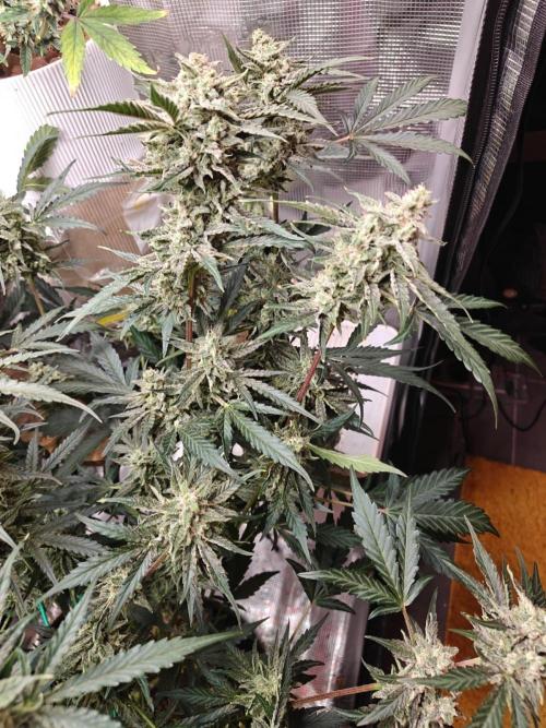 Cosmos F1 by RQS in coco. Week 10 - Day 63
