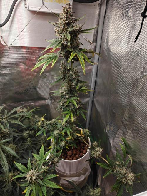 Royal CBDV auto by RQS in 3D printed pot. Week 10 - Day 63