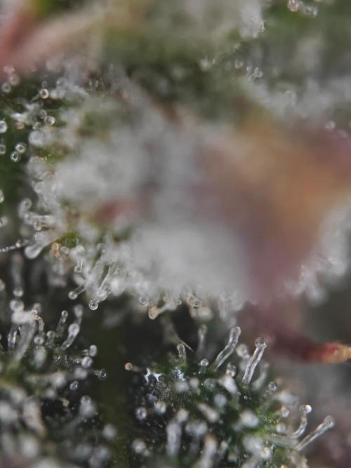 Royal CBDV auto by RQS in 3D printed pot. Week 10 - Day 63