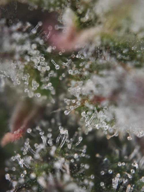 Royal CBDV auto by RQS in 3D printed pot. Week 10 - Day 63