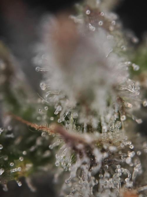 Royal CBDV auto by RQS in 3D printed pot. Week 10 - Day 63