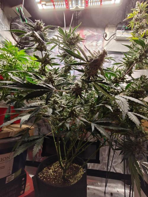 Cosmos F1 by RQS in coco. Week 10 - Day 64