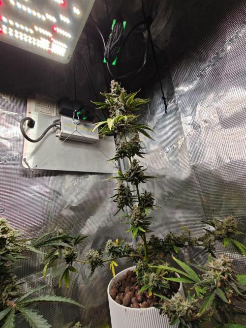 Royal CBDV auto by RQS in 3D printed pot. Week 10 - Day 64