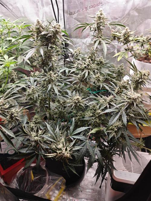 Cosmos F1 by RQS in coco. Week 10 - Day 65