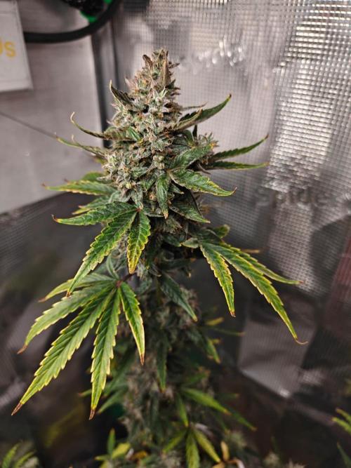 Royal CBDV auto by RQS in 3D printed pot. Week 10 - Day 65